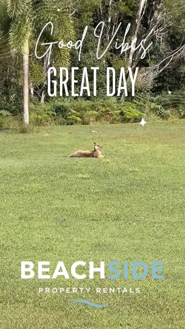 One of the best parts of my job? You never know what (or who!) you're going to come across. ☀️🦘I was out doing a property inspection today when I spotted this magnificent king grey kangaroo sitting in the glorious sunshine, looking like he owned the place.My first thought? **"How cool is that!"** 😍Safe to say he wasn't too bothered by me and seemed more than happy to soak up the sunshine while I got on with my inspection.Just another day in paradise... and another reason I love what I do! 💙🌊